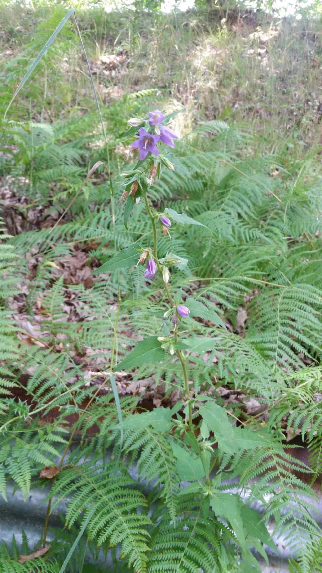 Campanula trachelium
